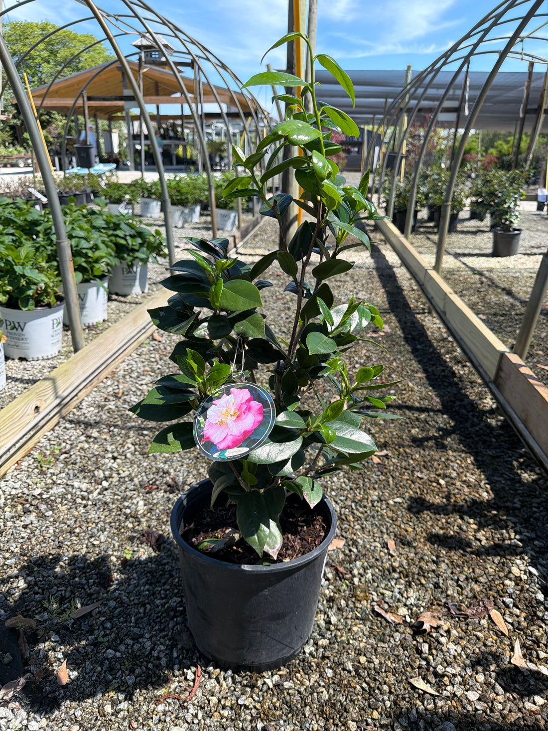 Junior Miss Camellia