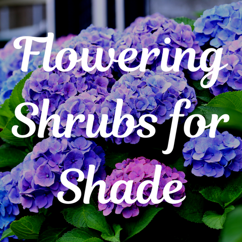 Top 5 Flowering Shrubs for Shade