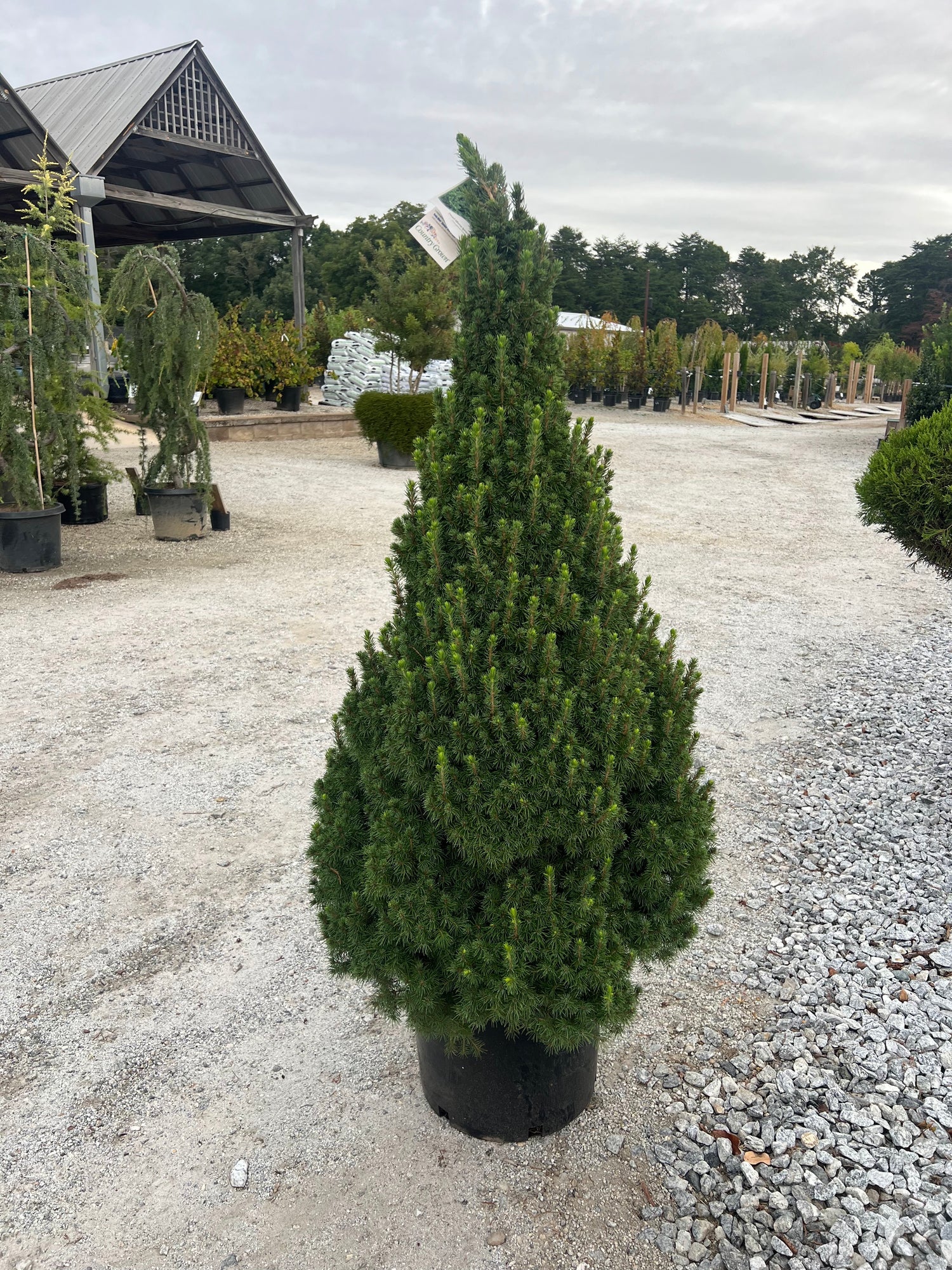 Dwarf Alberta Spruce