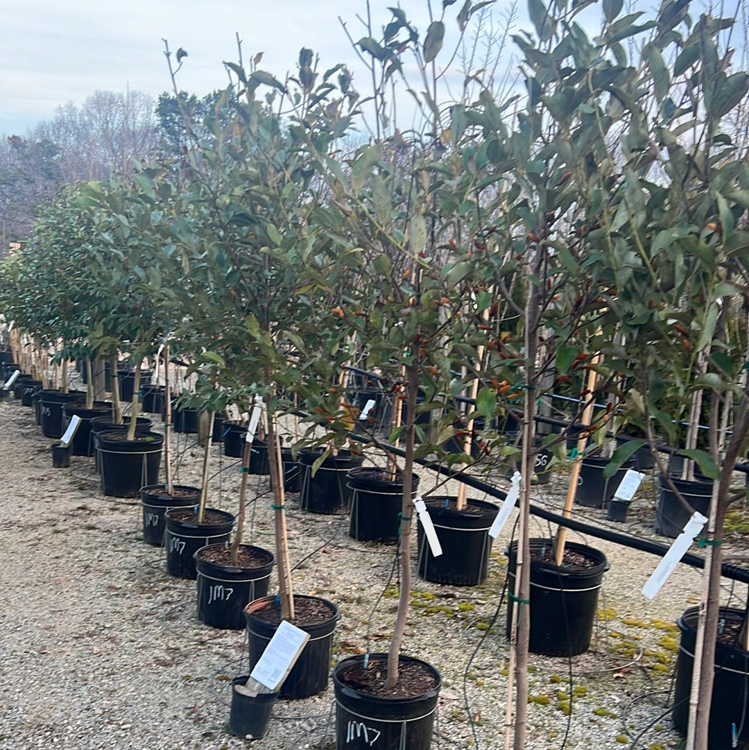 Inspiration Magnolia