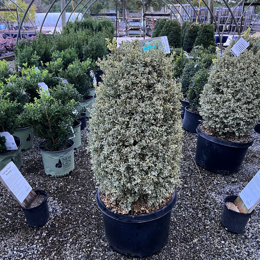 Variegated Boxwood