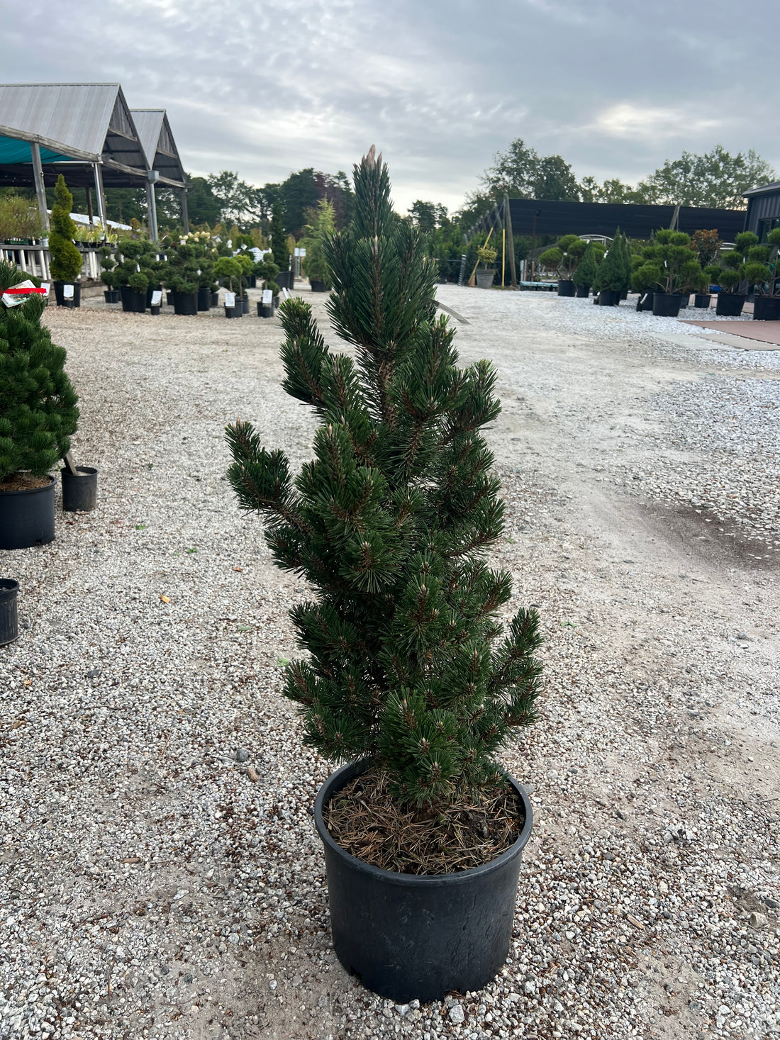 Kotobuki Black Pine