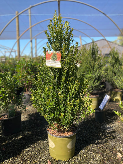 Arrow Point Holly
