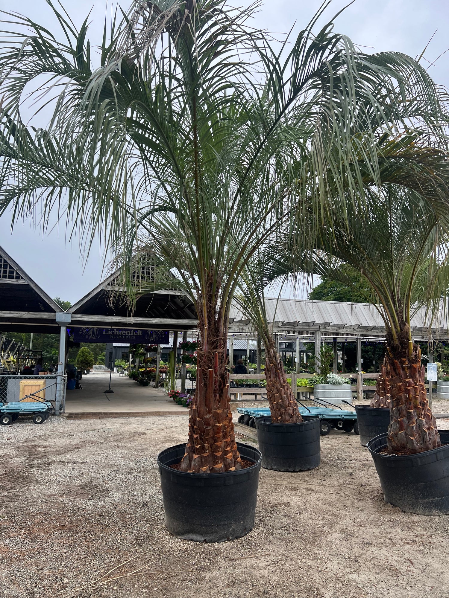 Pindo Palm