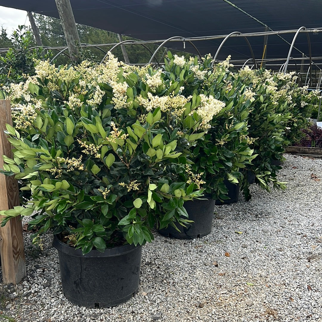 Wax Leaf Ligustrum 15 Gal