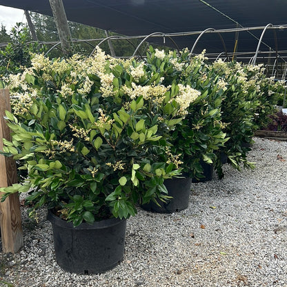 Wax Leaf Ligustrum