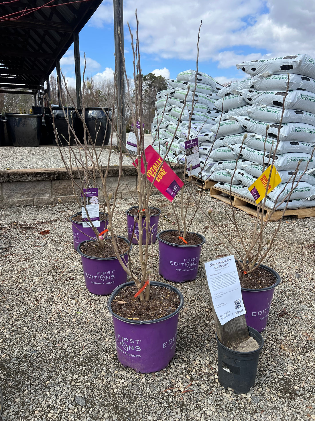 Centennial Blush Magnolia