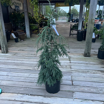 Weeping Hemlock 3 Gal