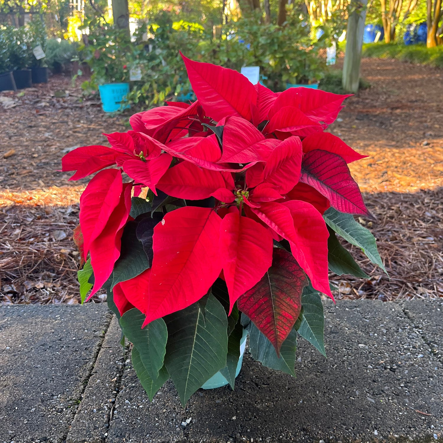 Poinsettia