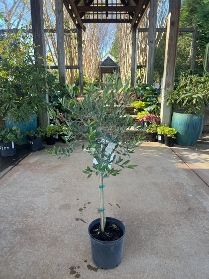 Arbequina Olive