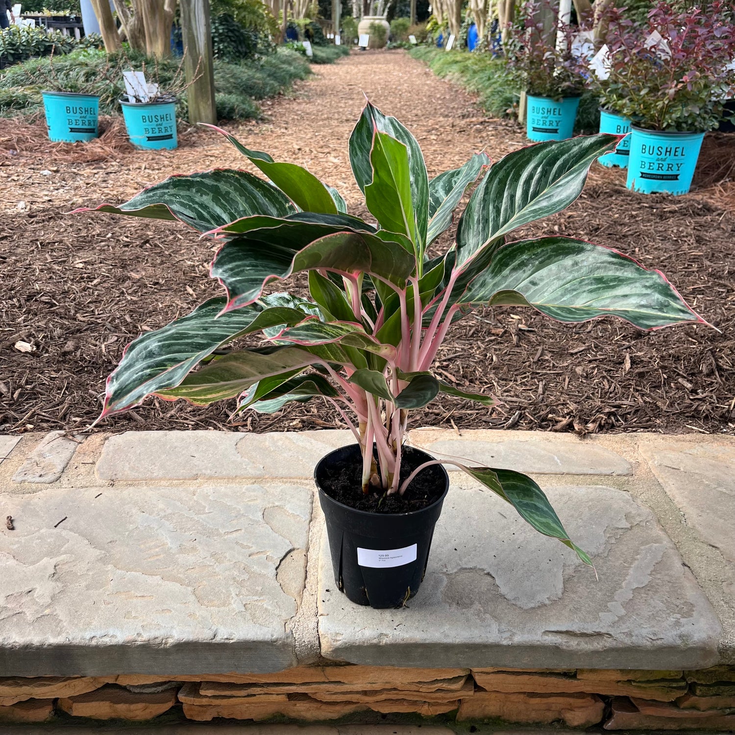 Milestone Aglaonema