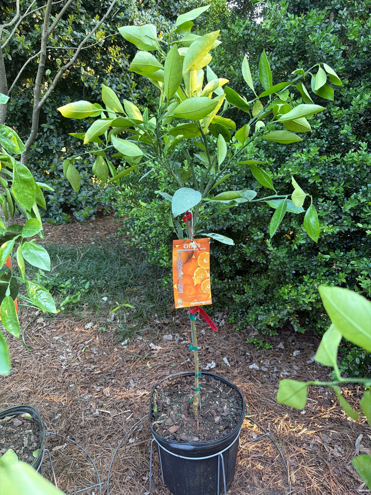 Satsuma Tangerine