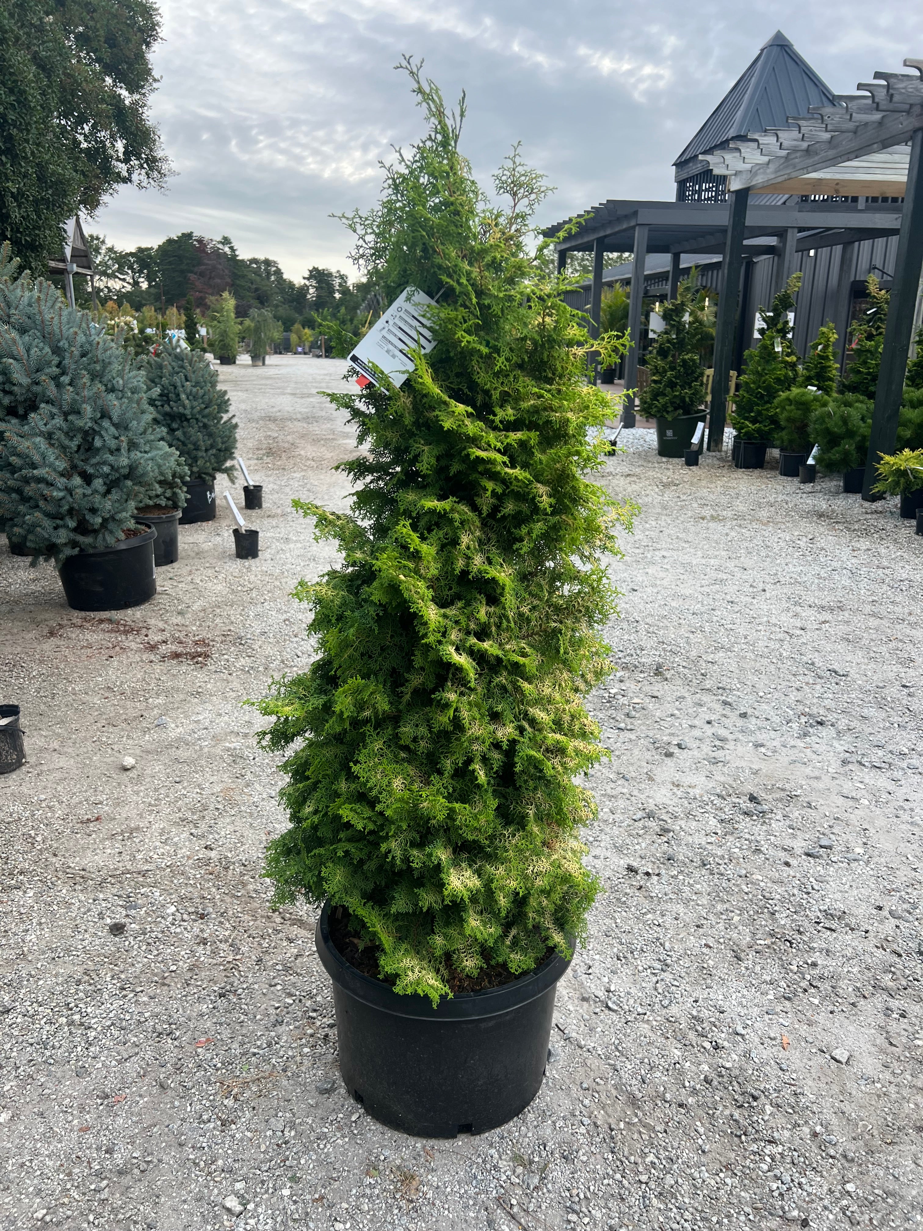 Melody Hinoki Cypress