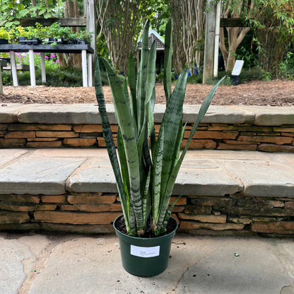 sansevieria black princess Silver Princess Sansevieria – Lichtenfelt's