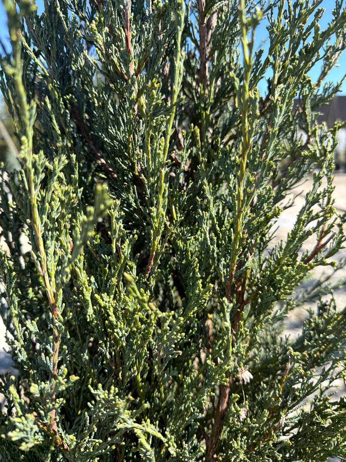 Blue Arrow Juniper