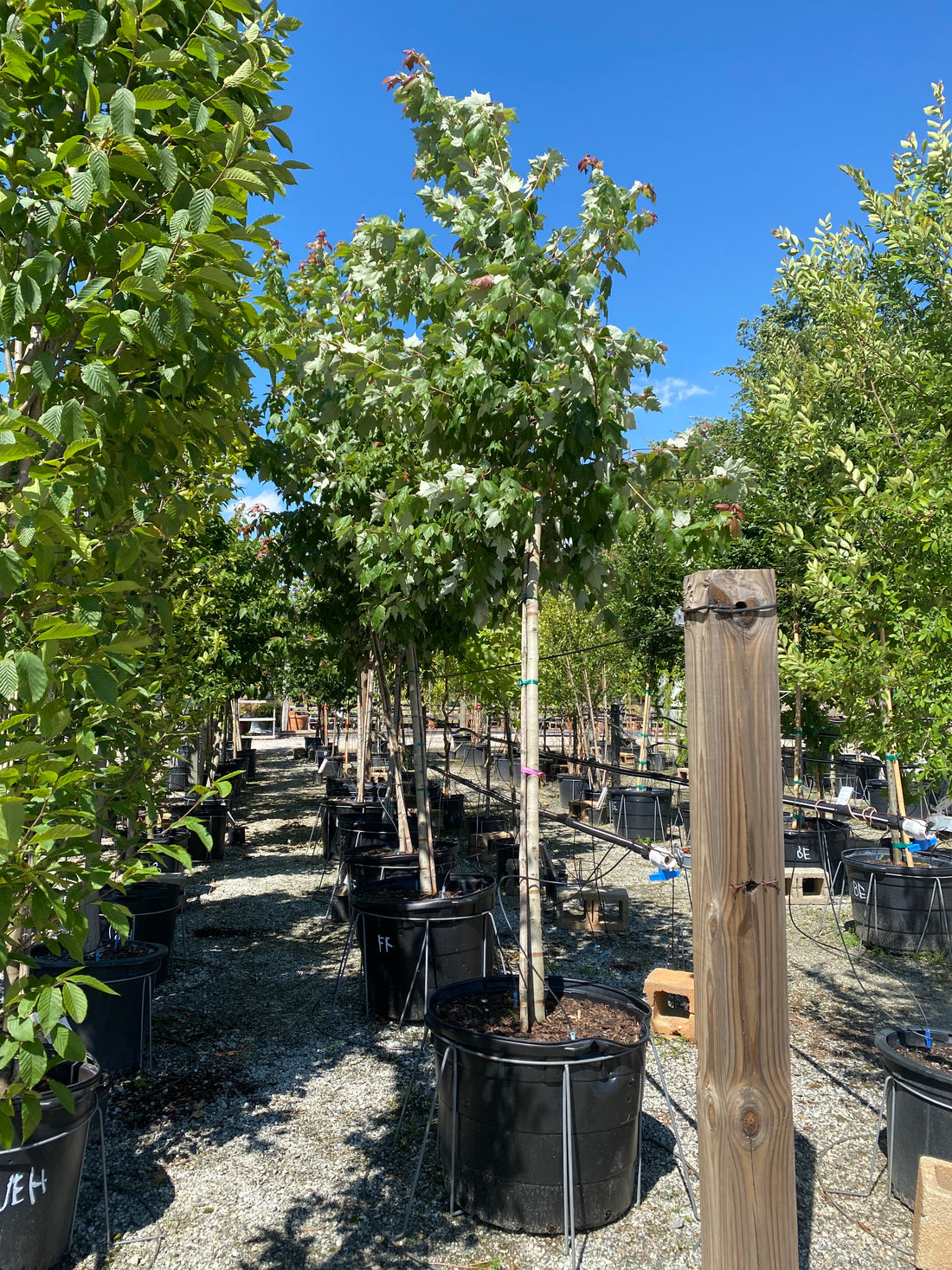 Florida Flame Maple
