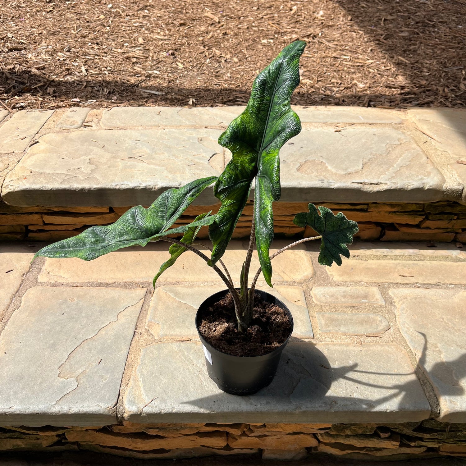 philodendron jacklyn Jacklyn Alocasia – Lichtenfelt's