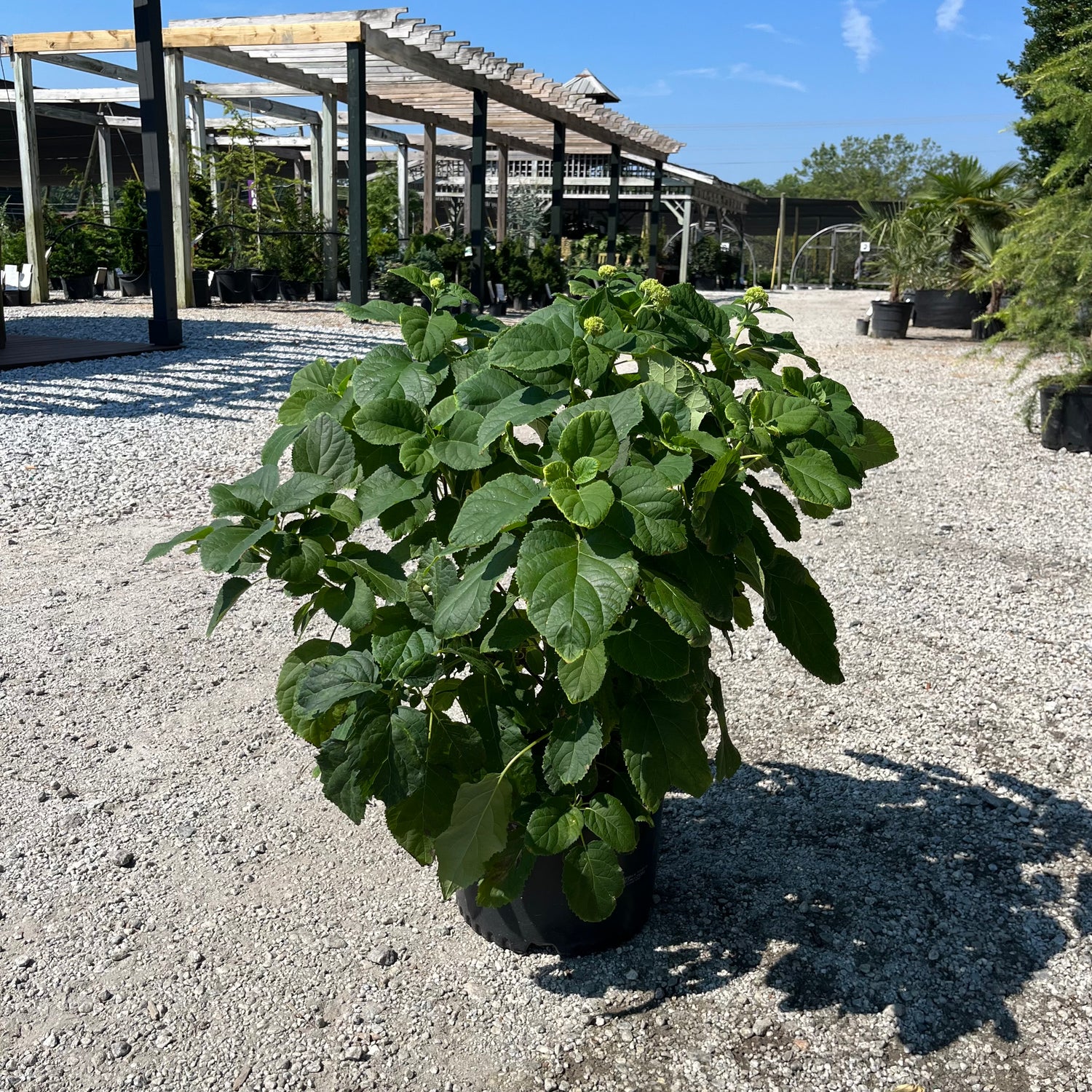 Annabelle Hydrangea 3 Gal