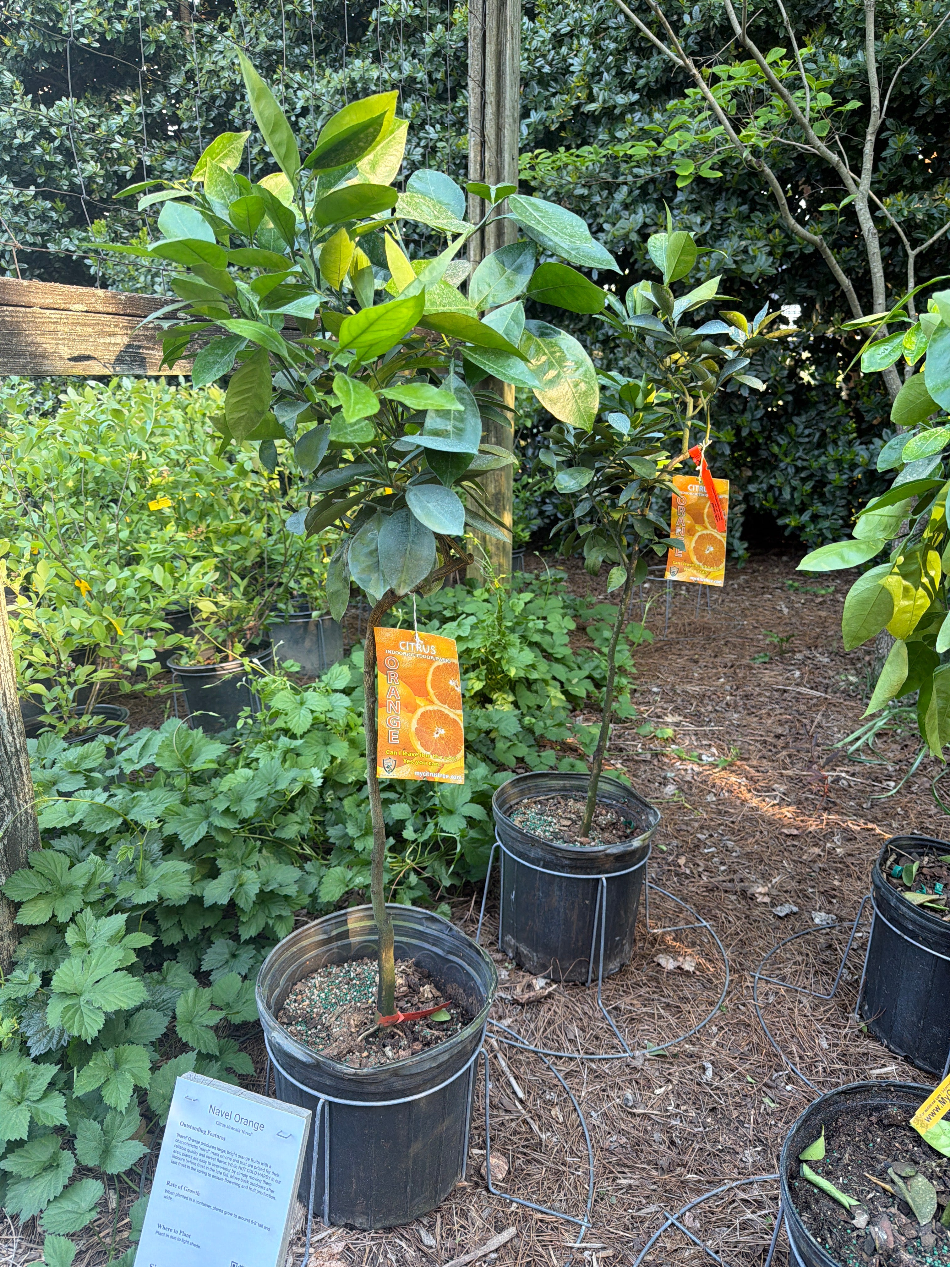 Navel Orange