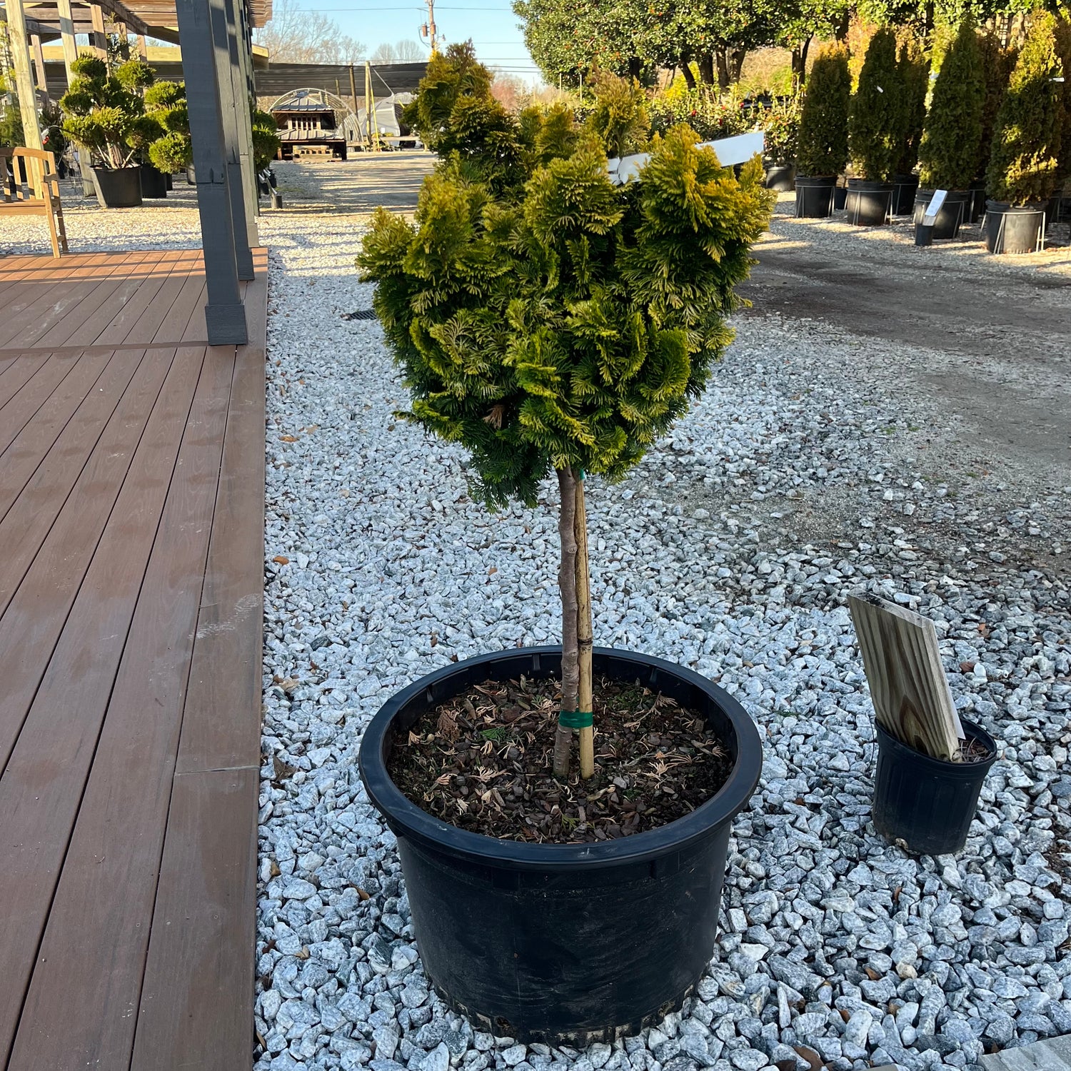 Nana Lutea Hinoki Cypress Topiary