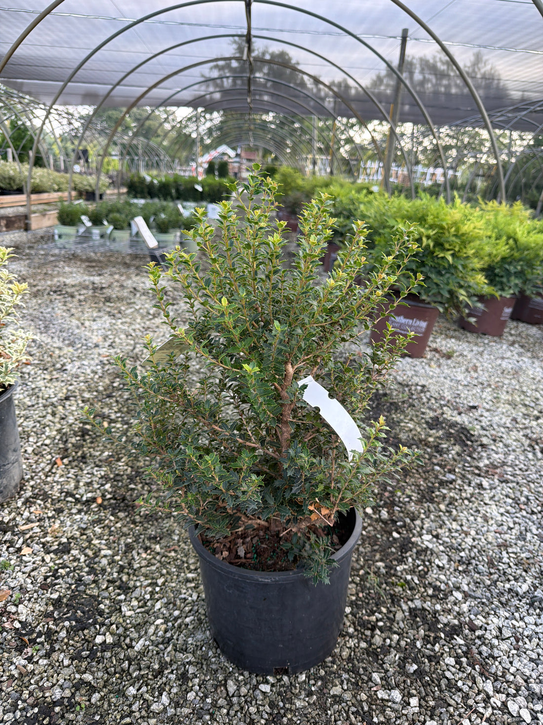 Fragrant Princess Osmanthus