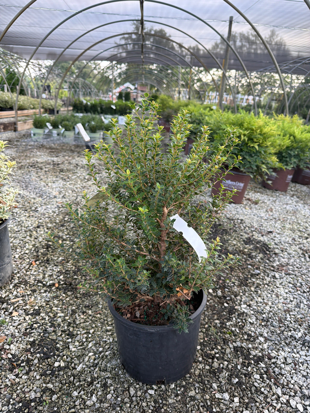 Fragrant Princess Osmanthus