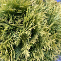 Amber Glow Arborvitae 3 Gal