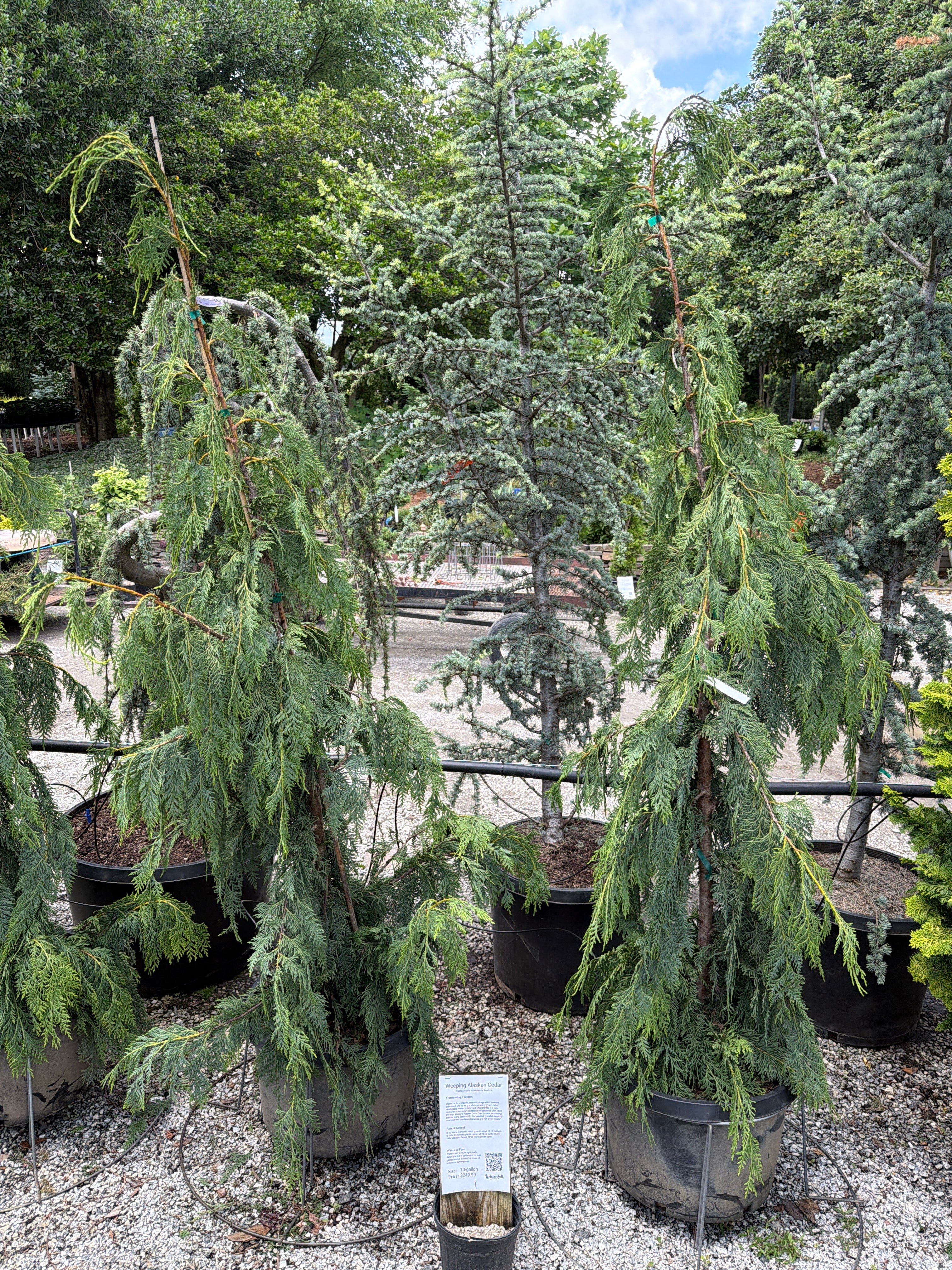 Weeping Alaskan Cedar