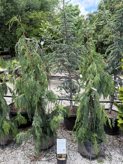 Weeping Alaskan Cedar