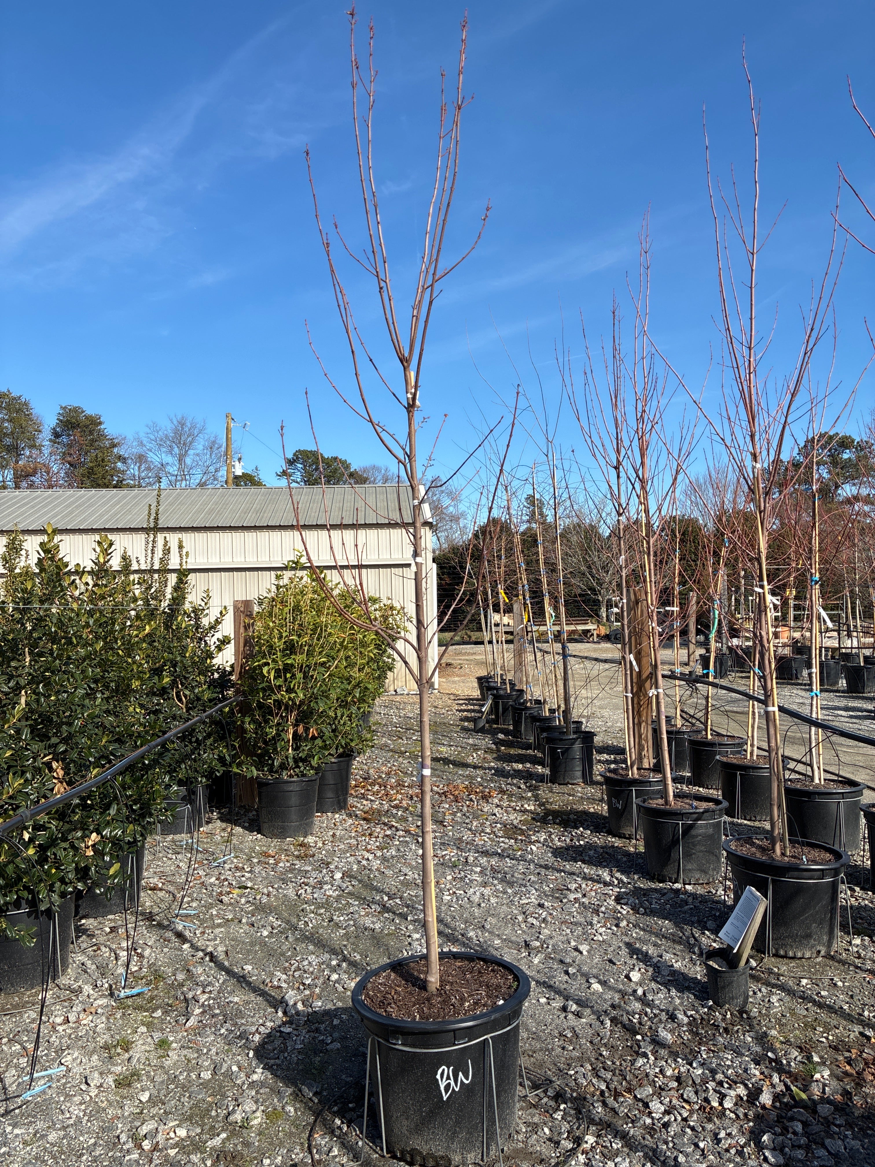 Brandywine Maple – Lichtenfelt's
