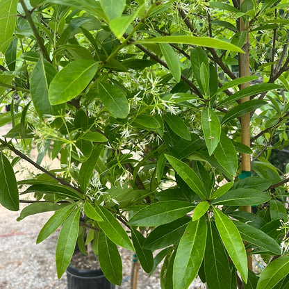 Pygmy Fringetree 7 Gal