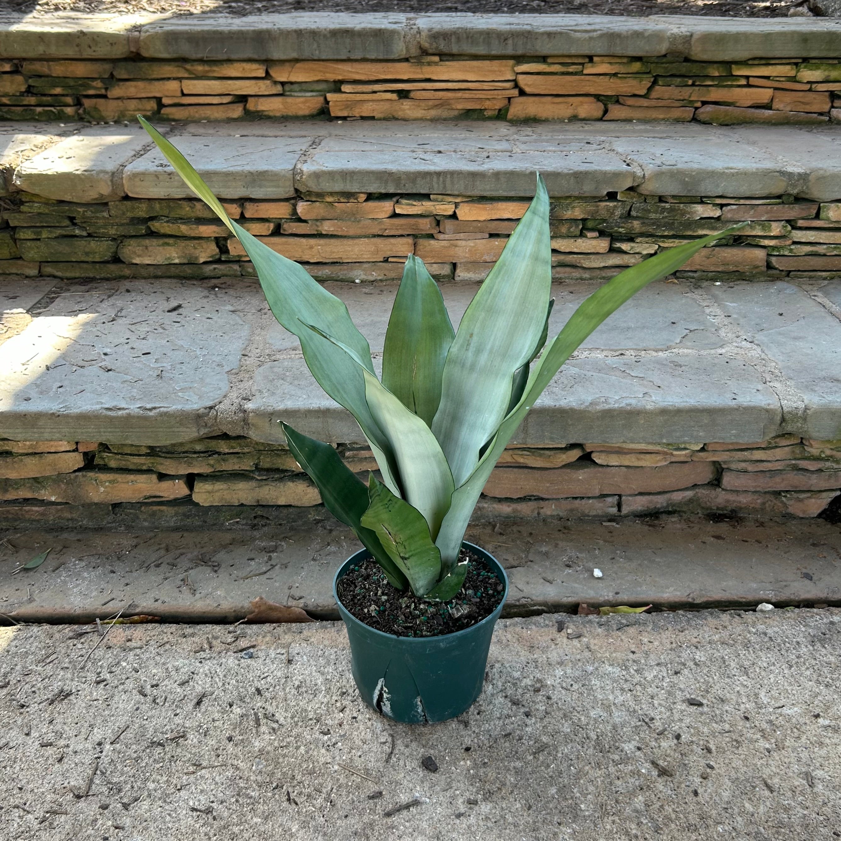 Moonshine Sansevieria