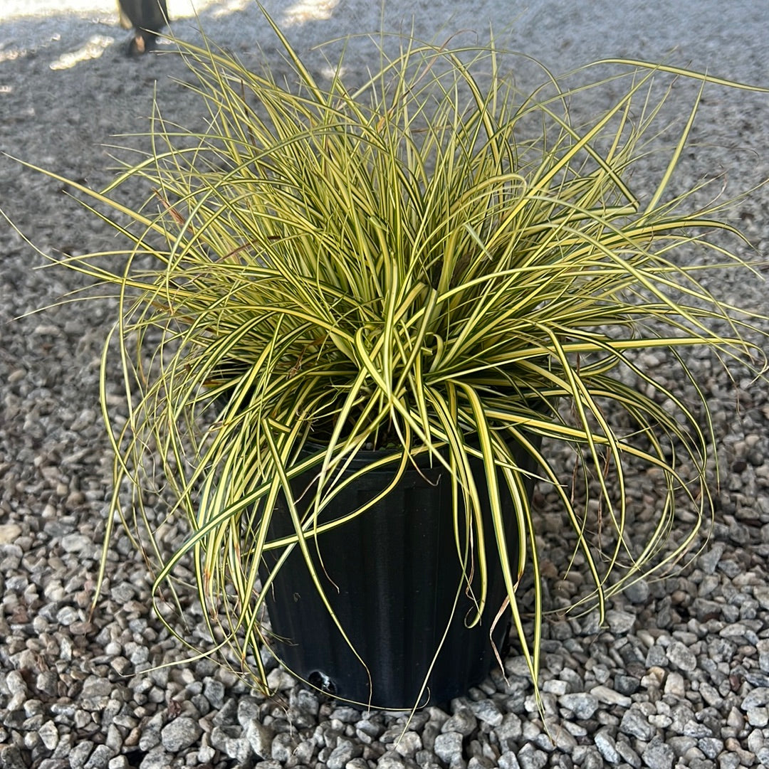 Everoro Carex 1 Gal