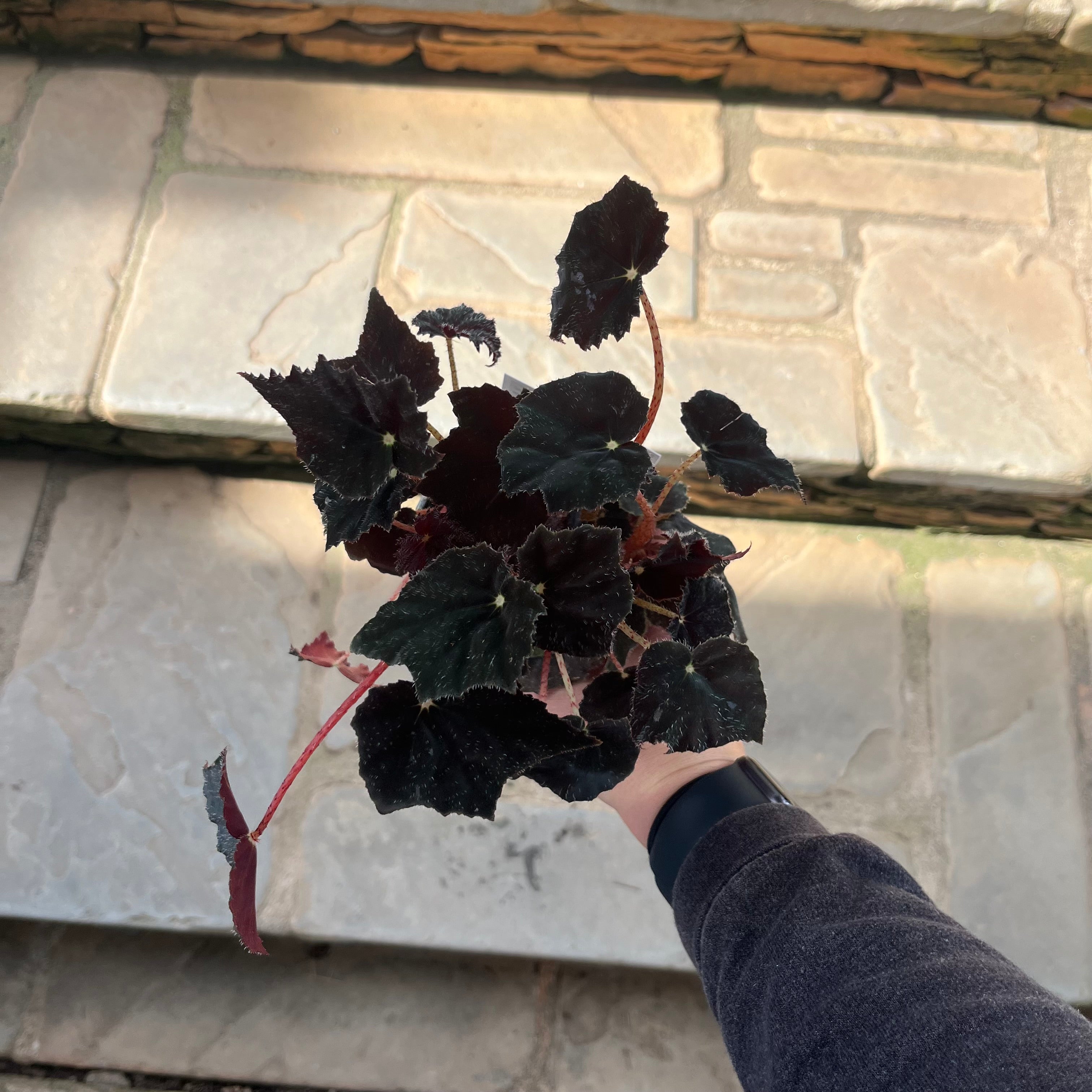 Black Velvet Begonia