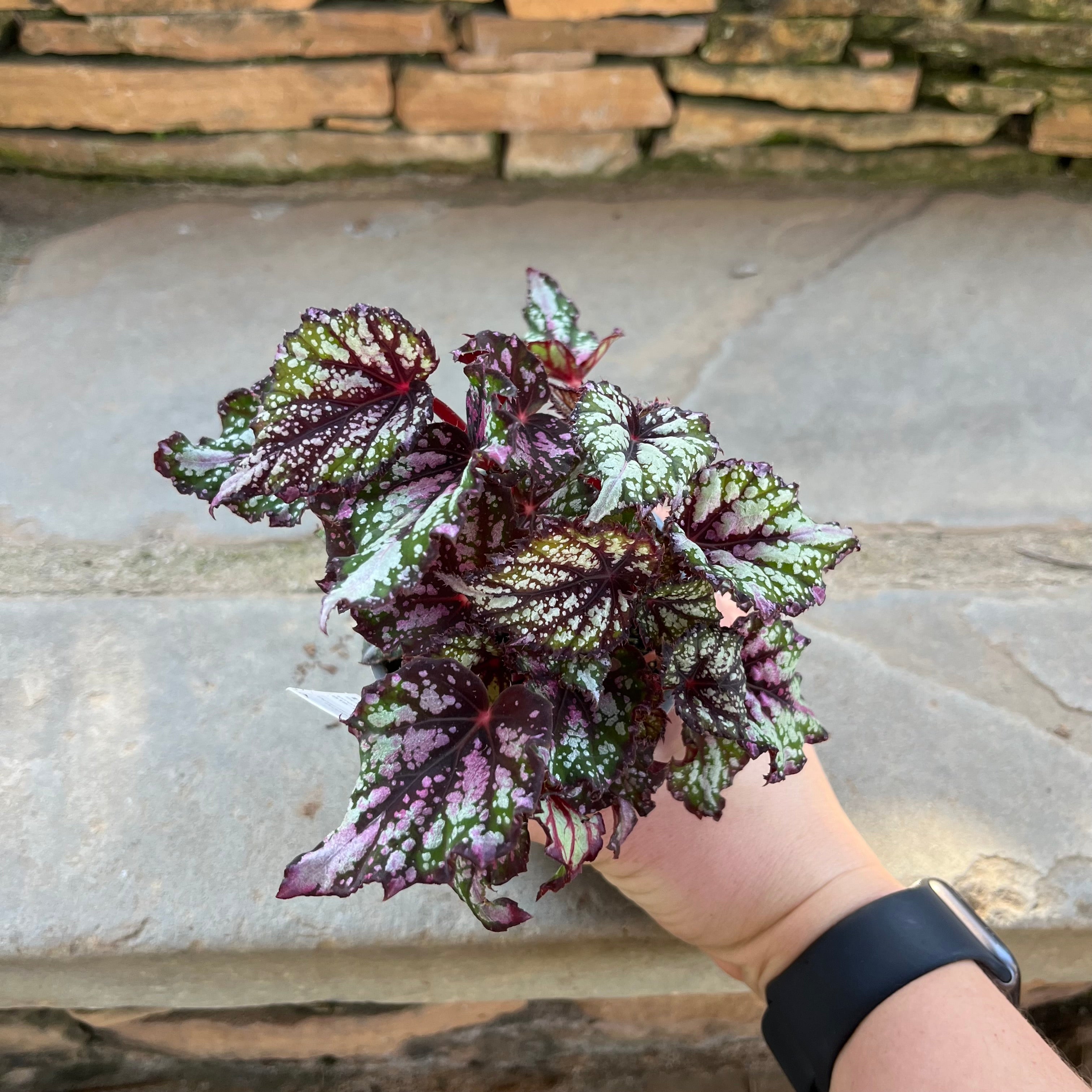 African Jungle Rex Begonia