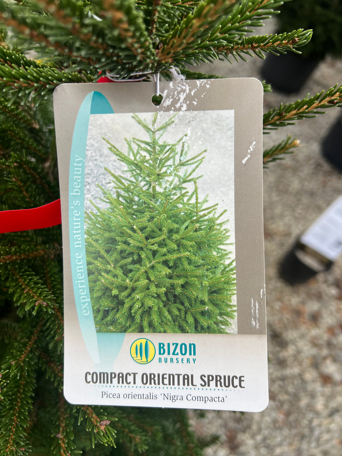 Compact Oriental Spruce