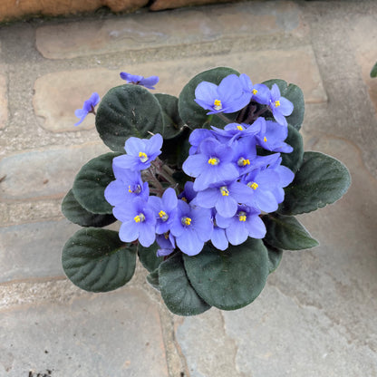 African Violet