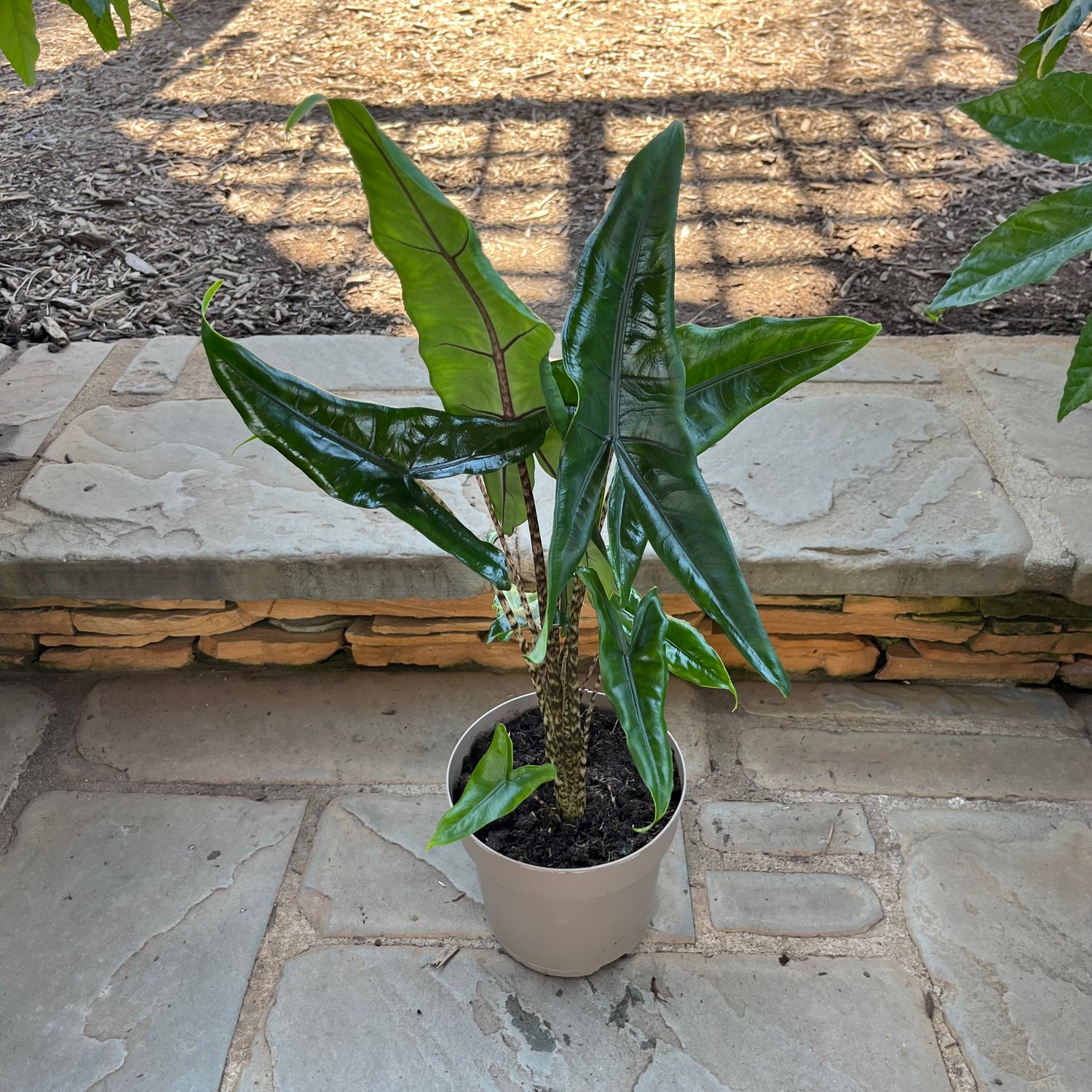 Jungle Cat Alocasia