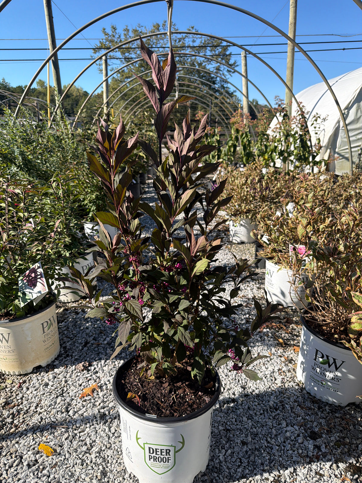 Pearl Glam Beautyberry