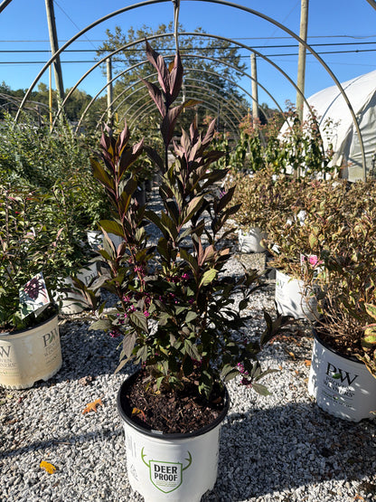 Pearl Glam Beautyberry