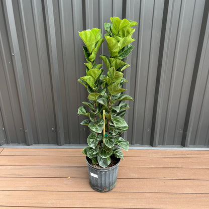 Ficus Little Fiddle