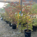 Fernleaf Jap. Maple 5-6'