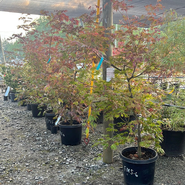 Fernleaf Jap. Maple 5-6'
