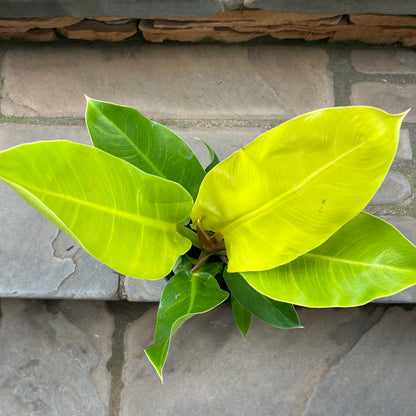 Moonlight Philodendron