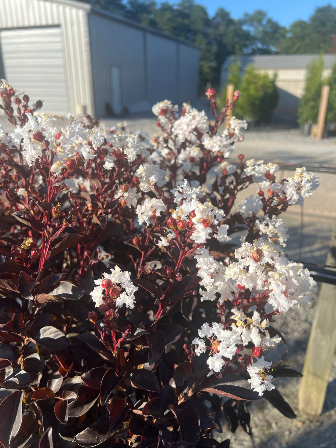 Lunar Magic Crapemyrtle 7 Gal