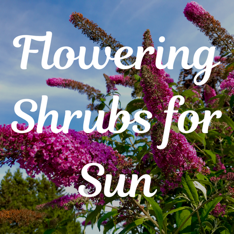 Top 5 Flowering Shrubs for Sun