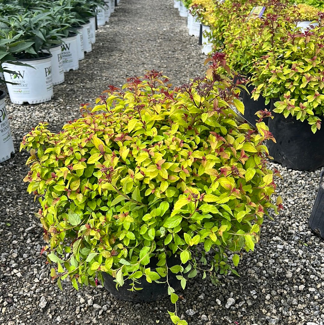 Northern Lights Spirea 3 Gal – Lichtenfelt's