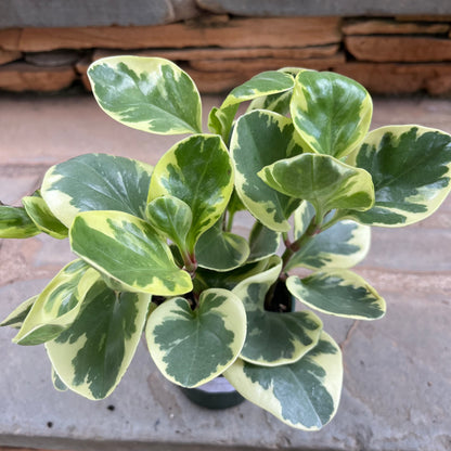 Golden Gate Peperomia