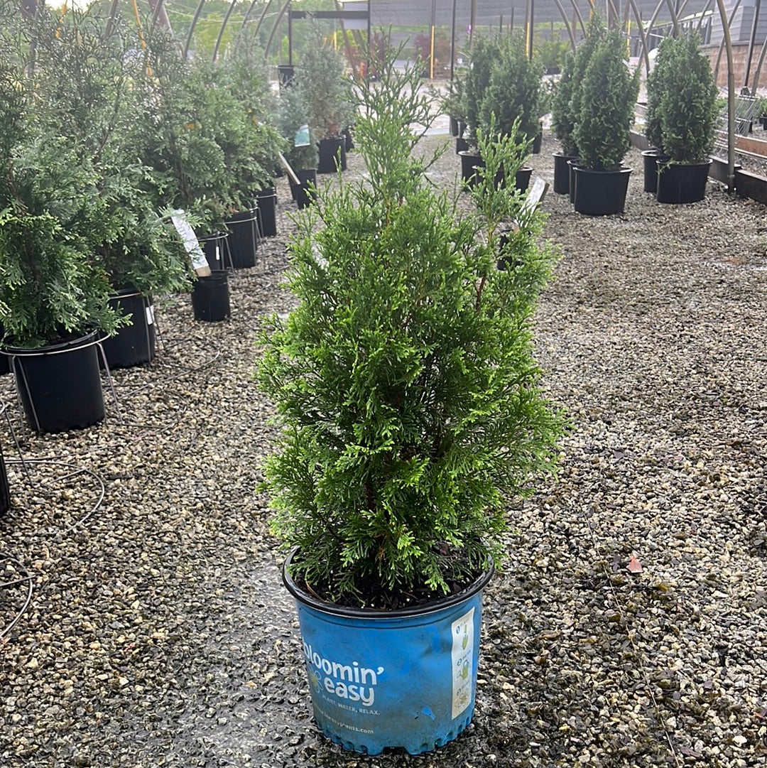 Private Jet Arborvitae 3 Gal