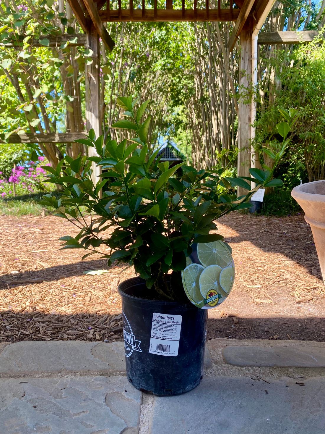 Mexican Lime 1 Gal
